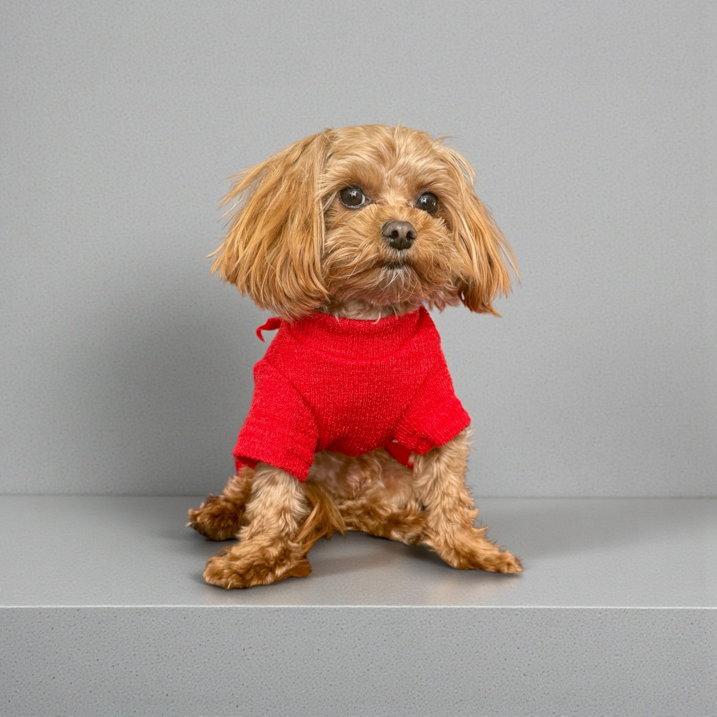 Red Tweed Dog Dress Set with Warm Jacket