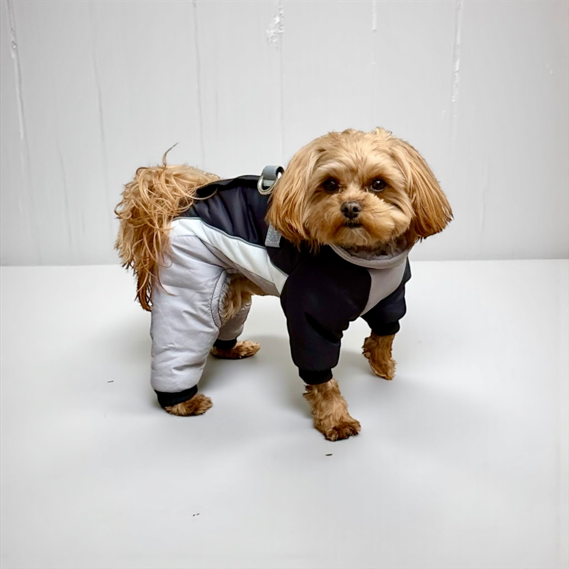 Winter Dog Snowsuit
